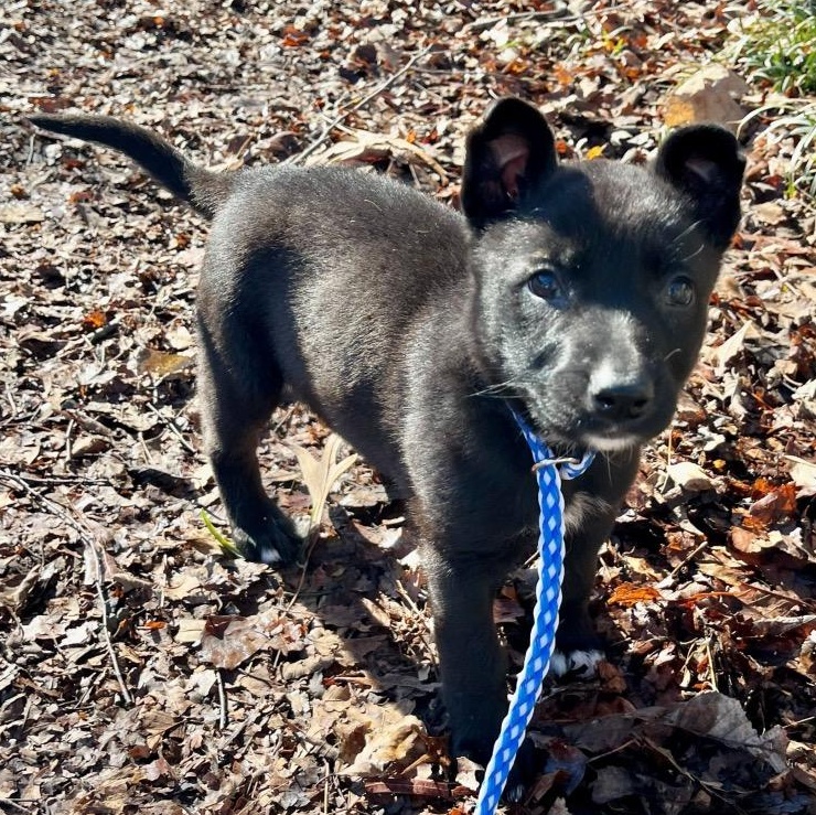 Enlarge Betty Boop, an adopted mixed breed in Greensboro, NC image 4/5