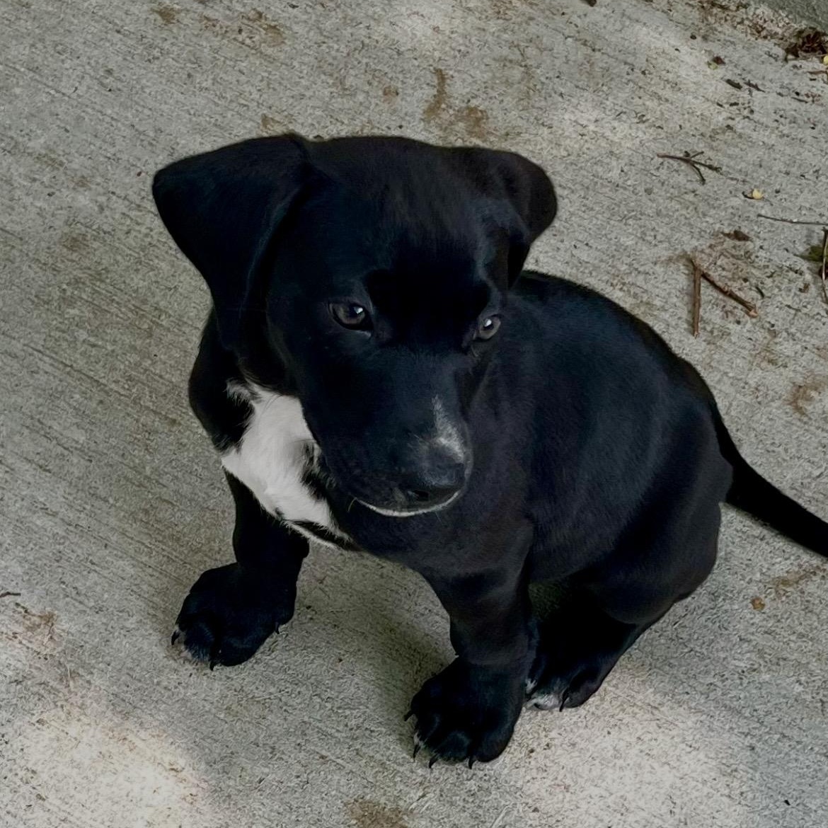 Enlarge Cooper, an adopted mixed breed in Columbus , OH image 4/5