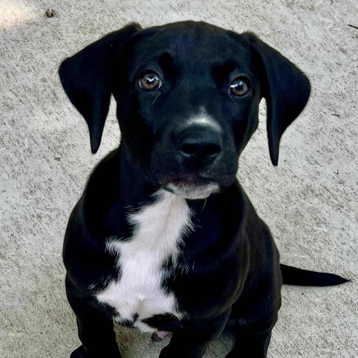Cooper, adopted, Puppy Male Flat-Coated Retriever & Labrador Retriever.