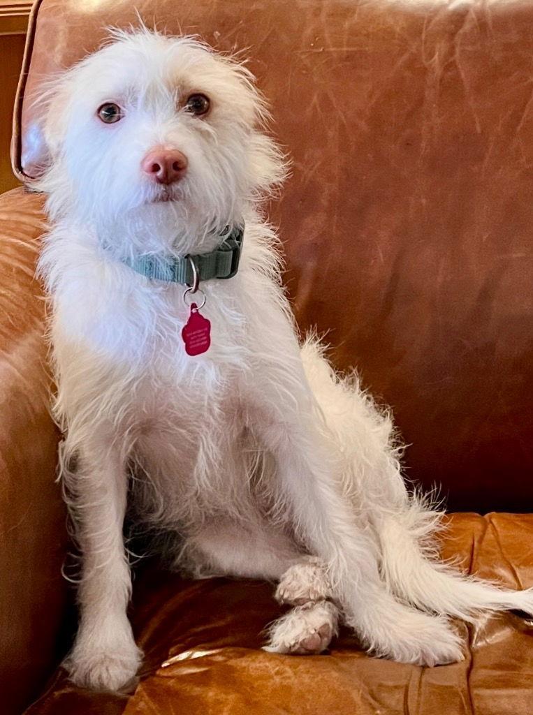 Enlarge Khloe, a Adoptable Wire Fox Terrier in Ellijay, GA image 1/3