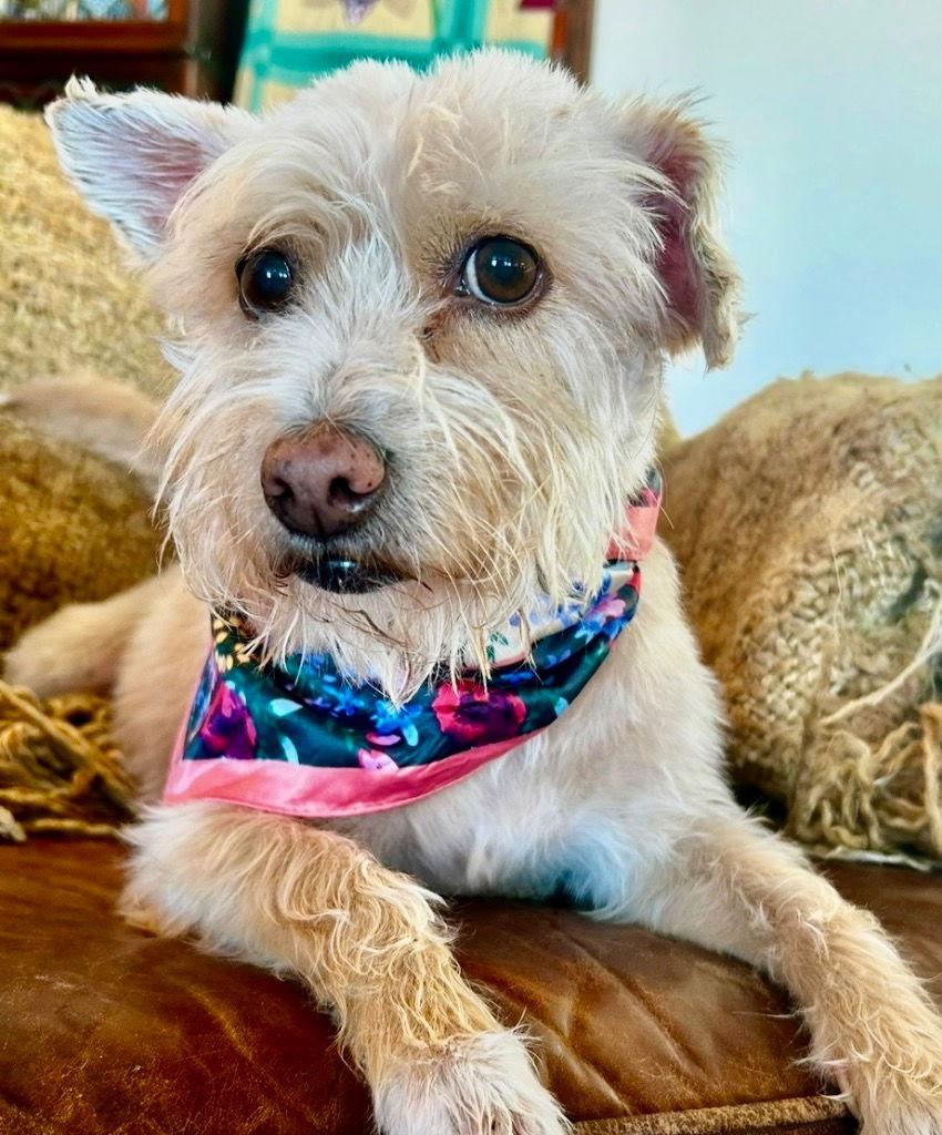 Enlarge Khloe, a Adoptable Wire Fox Terrier in Ellijay, GA image 2/3