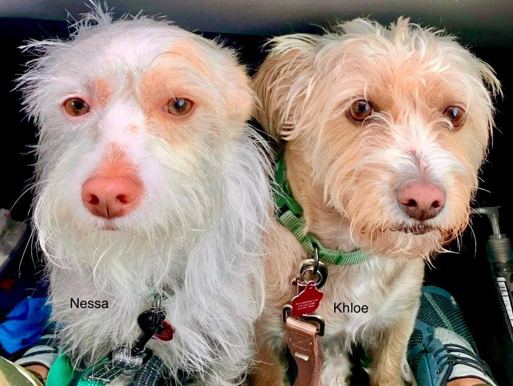 Enlarge Khloe, a Adoptable Wire Fox Terrier in Ellijay, GA image 3/3