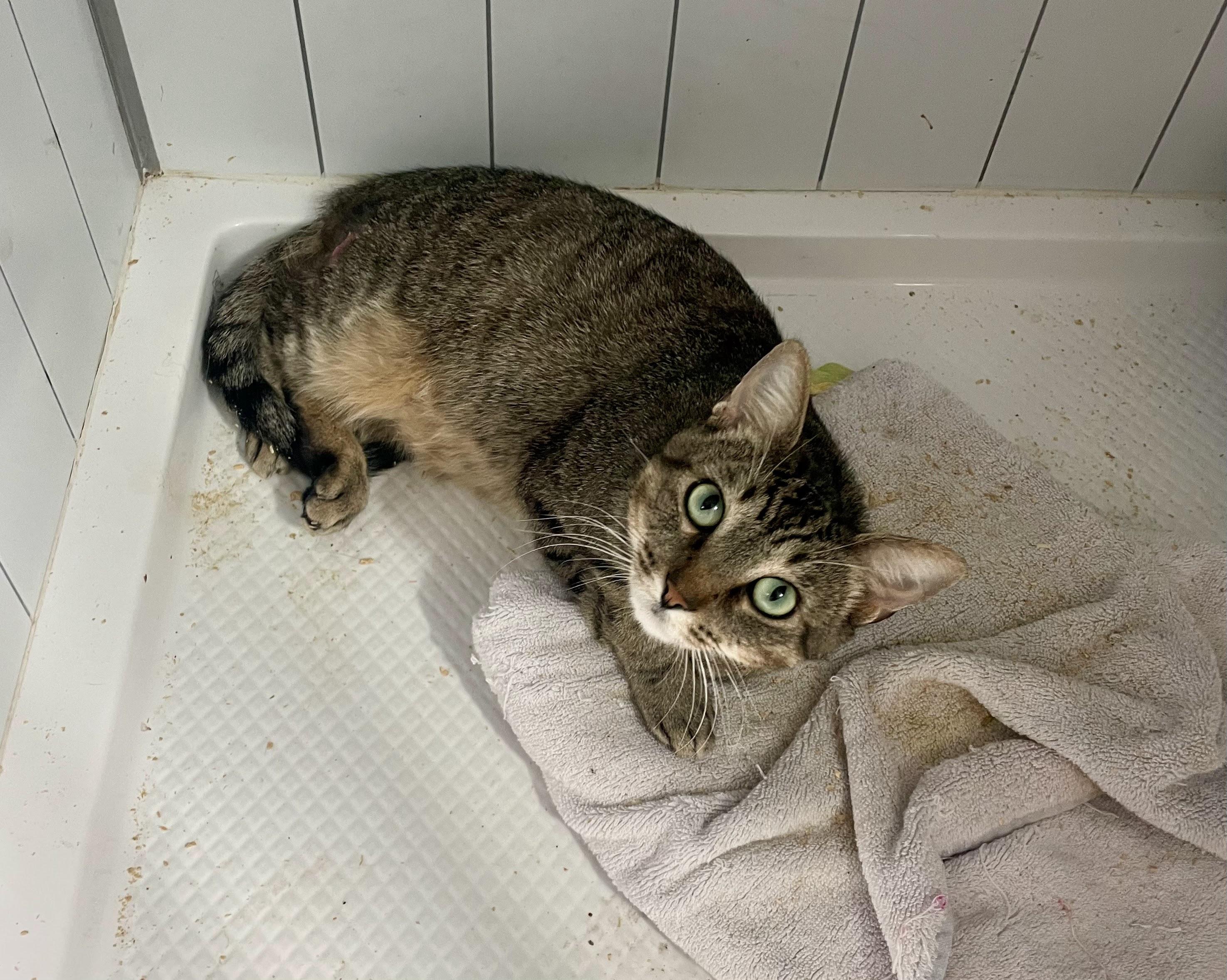 Walter, ADOPTABLE, Adult Male Domestic Short Hair & Tabby.