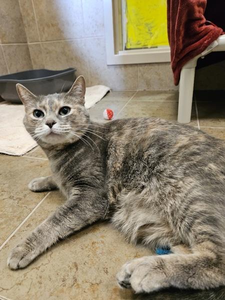 Enlarge Mica, a Adoptable mixed breed in Duluth, MN image 1/1