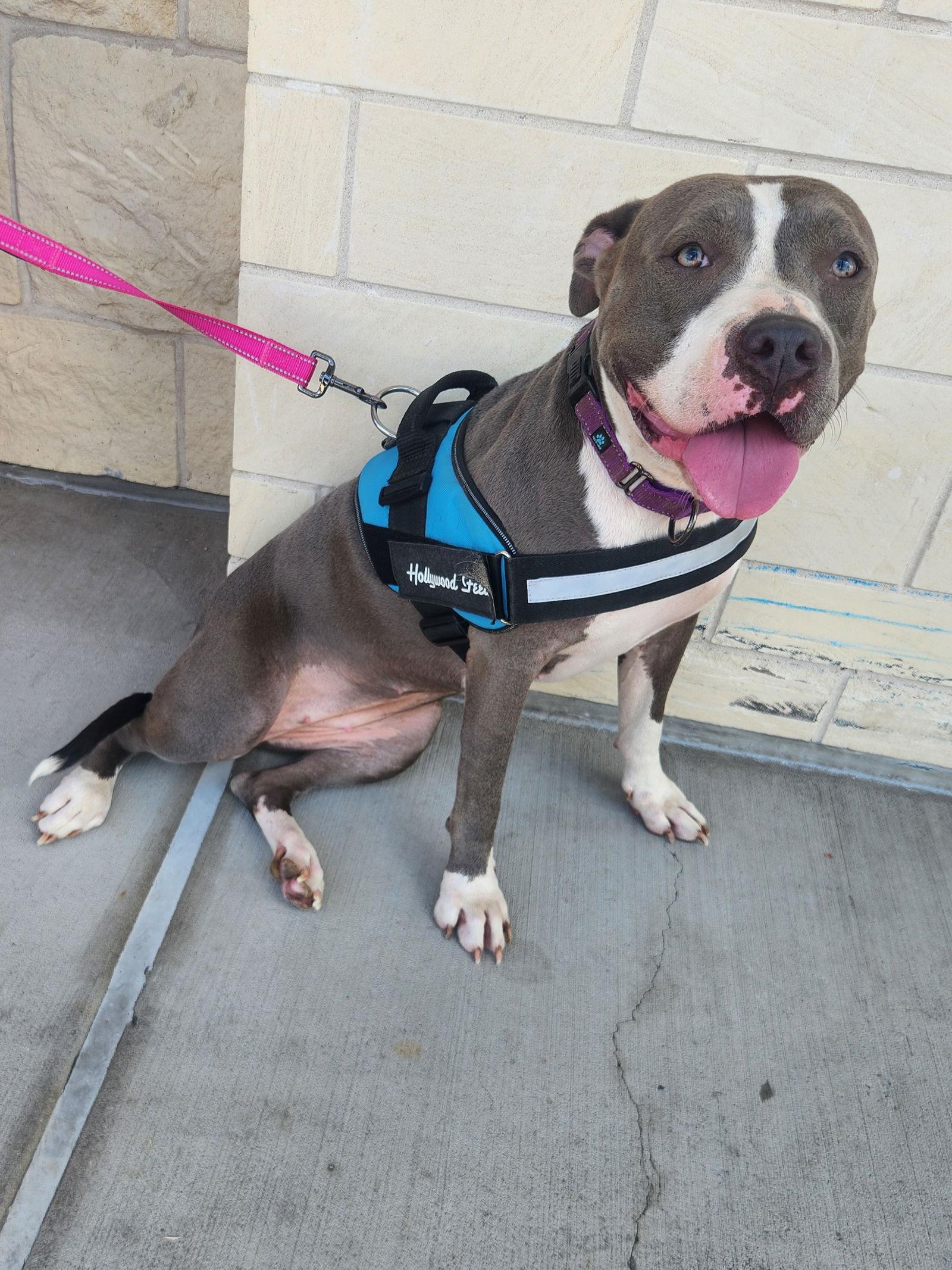 Enlarge Jade, a Adopted Pit Bull Terrier in Dallas, TX image 2/3