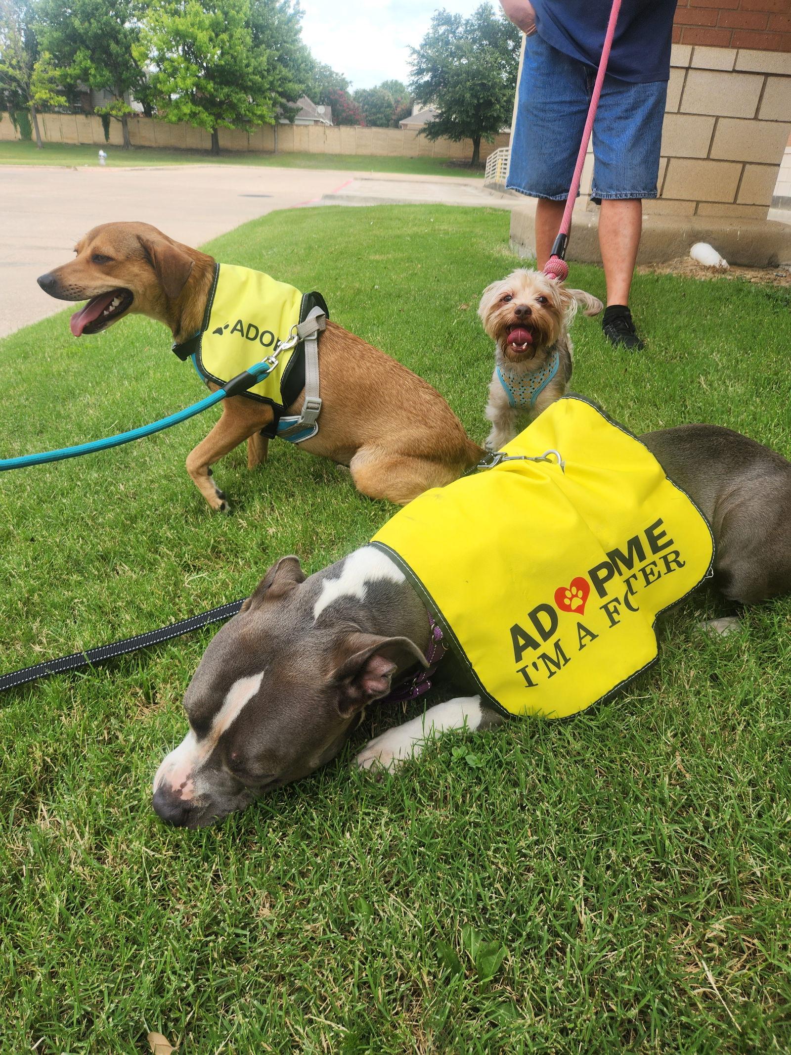 Enlarge Jade, a Adopted Pit Bull Terrier in Dallas, TX image 3/3