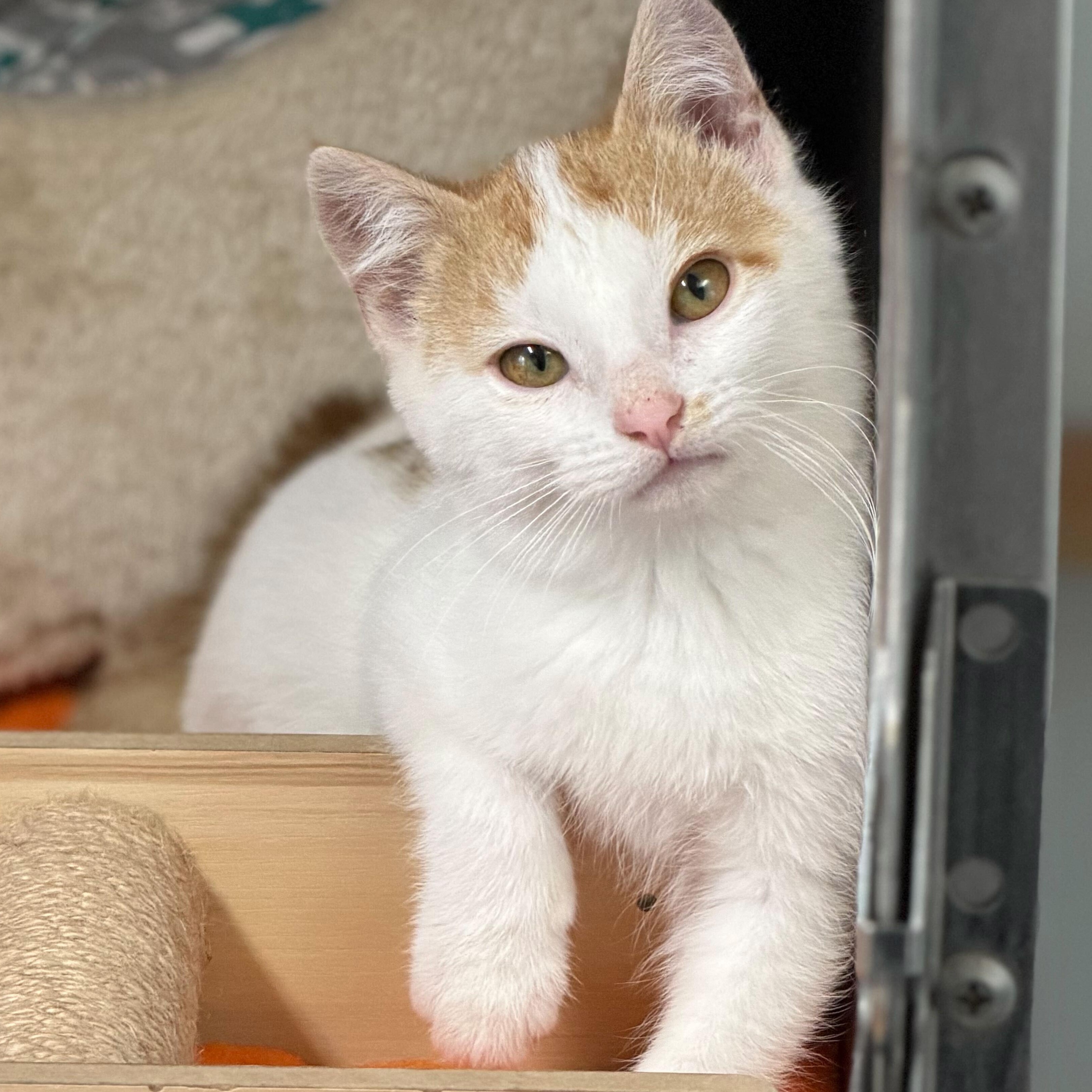 Enlarge Cody, a ADOPTABLE Domestic Short Hair in Driggs, ID image 2/3