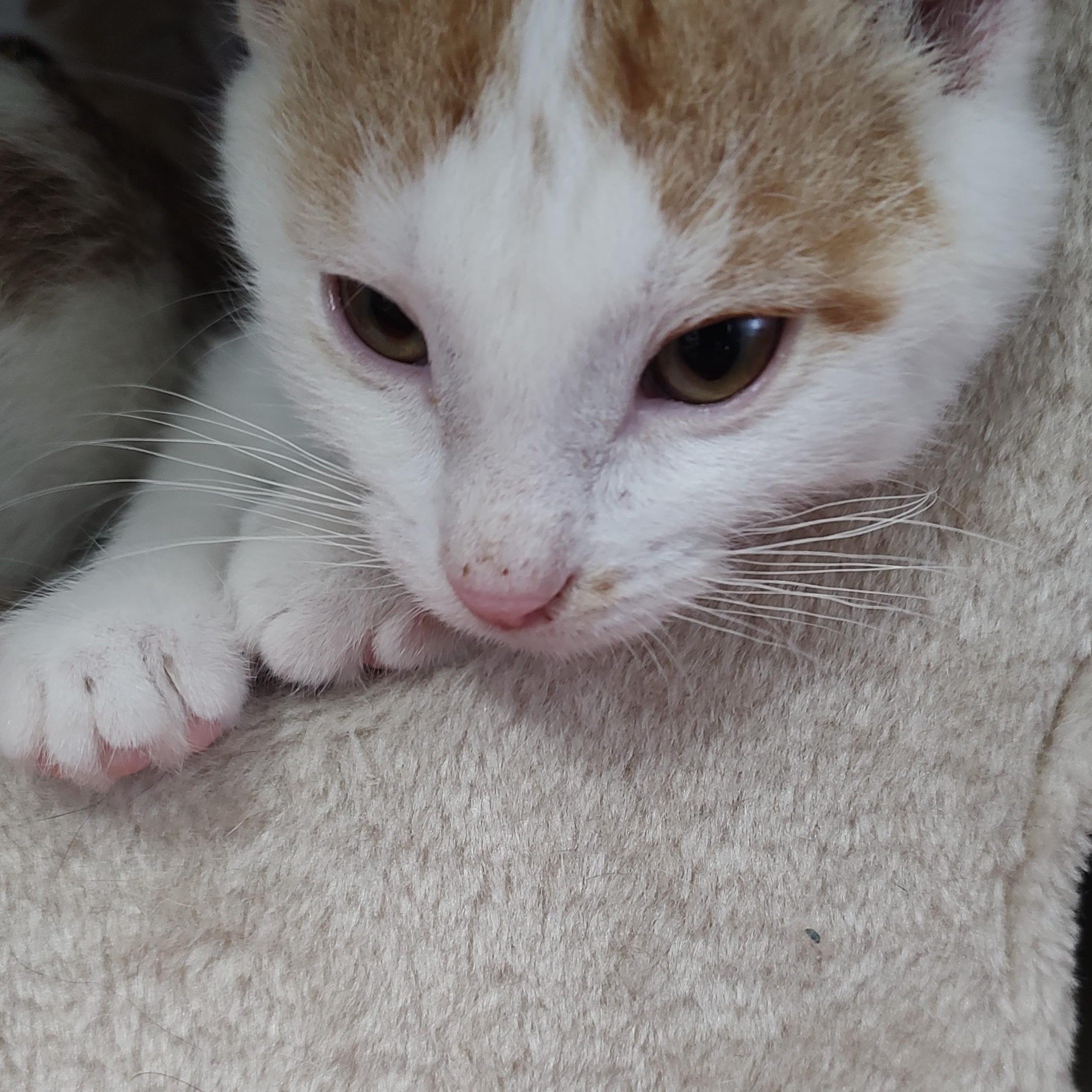 Enlarge Cody, a ADOPTABLE Domestic Short Hair in Driggs, ID image 3/3