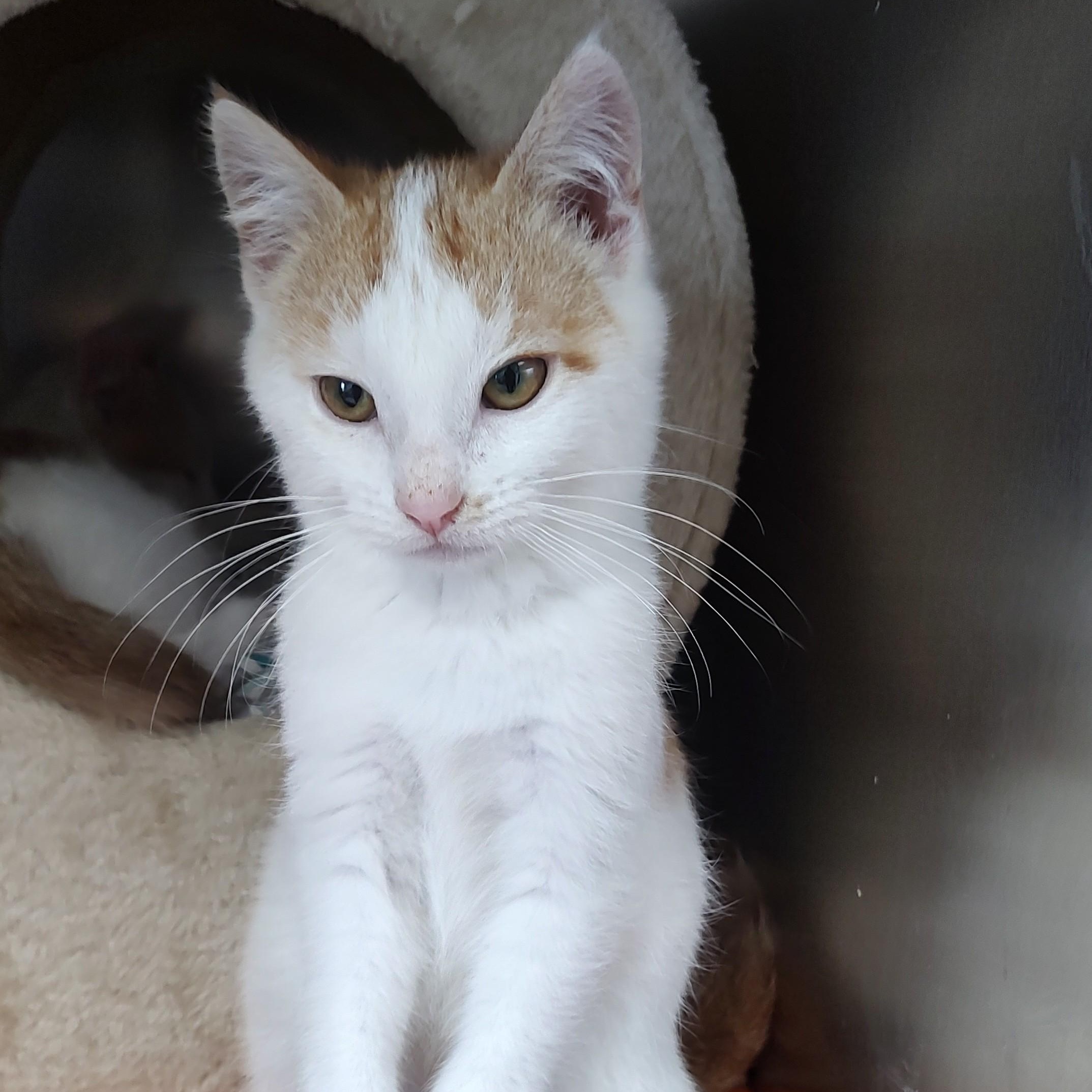 Cody, ADOPTABLE, Young Male Domestic Short Hair.