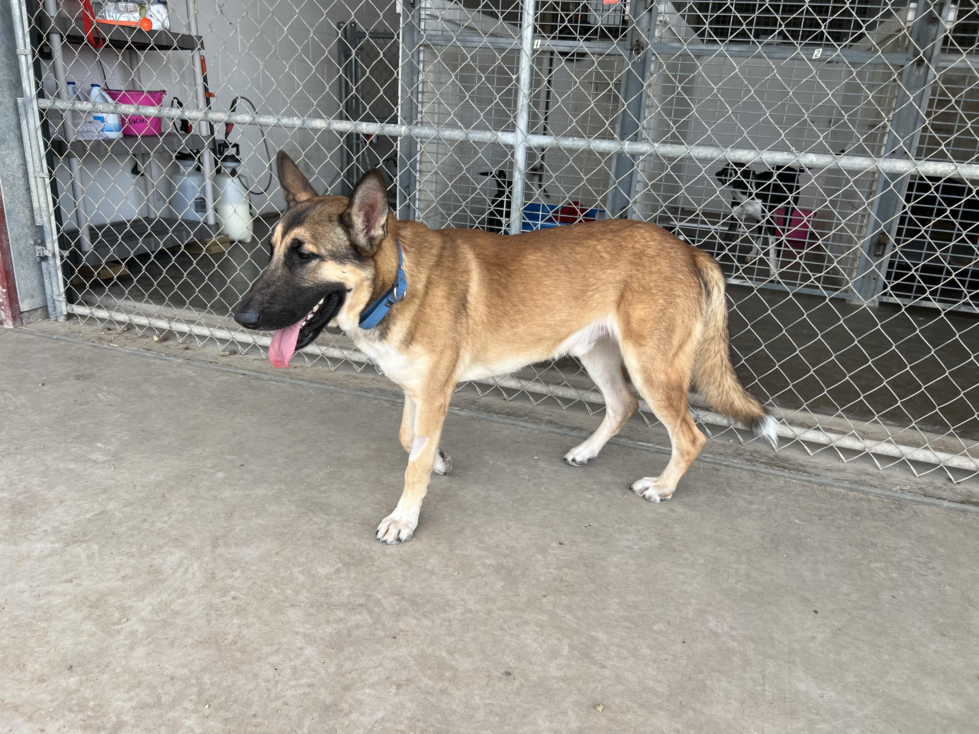 Jaeger, a Adoptable German Shepherd Dog in Port Lavaca, TX image 1/6