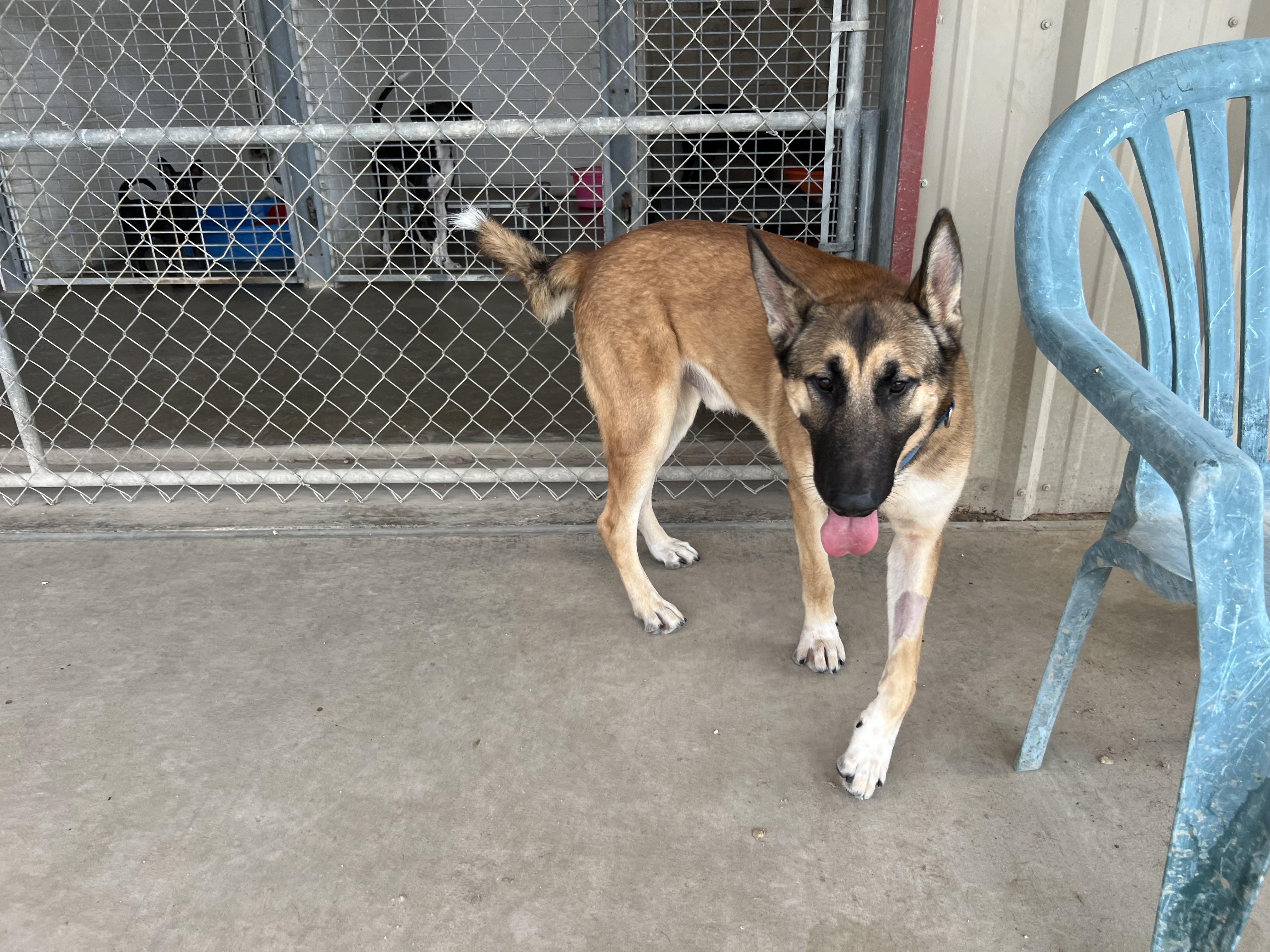 Jaeger, Adoptable, Adult Male German Shepherd Dog.