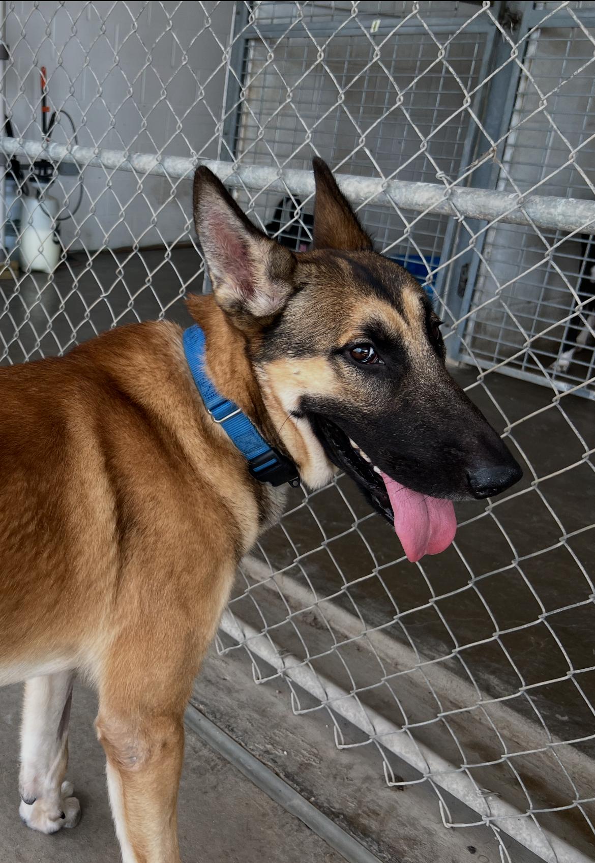 Jaeger, a Adoptable German Shepherd Dog in Port Lavaca, TX image 3/6