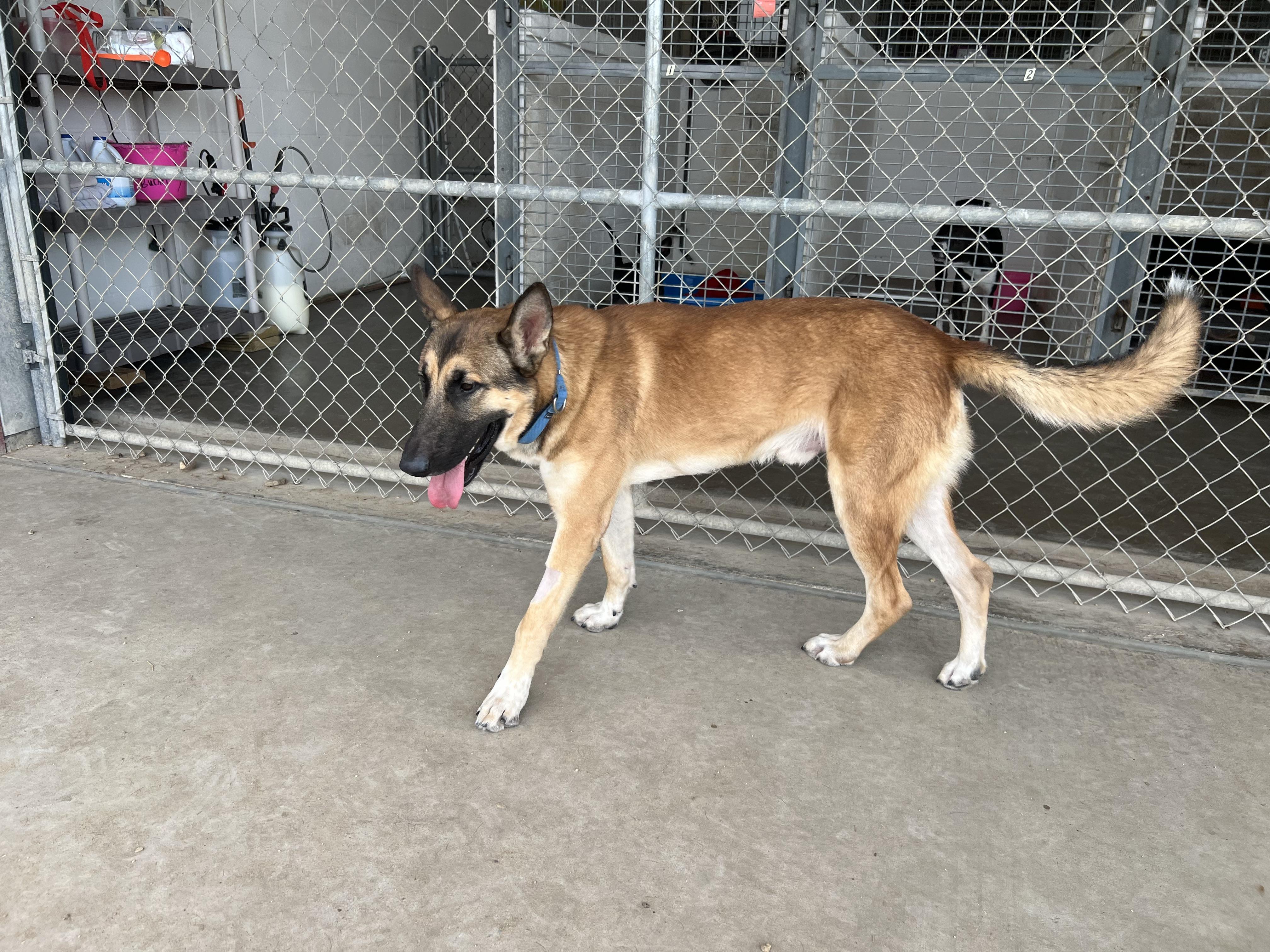 Jaeger, a Adoptable German Shepherd Dog in Port Lavaca, TX image 4/6