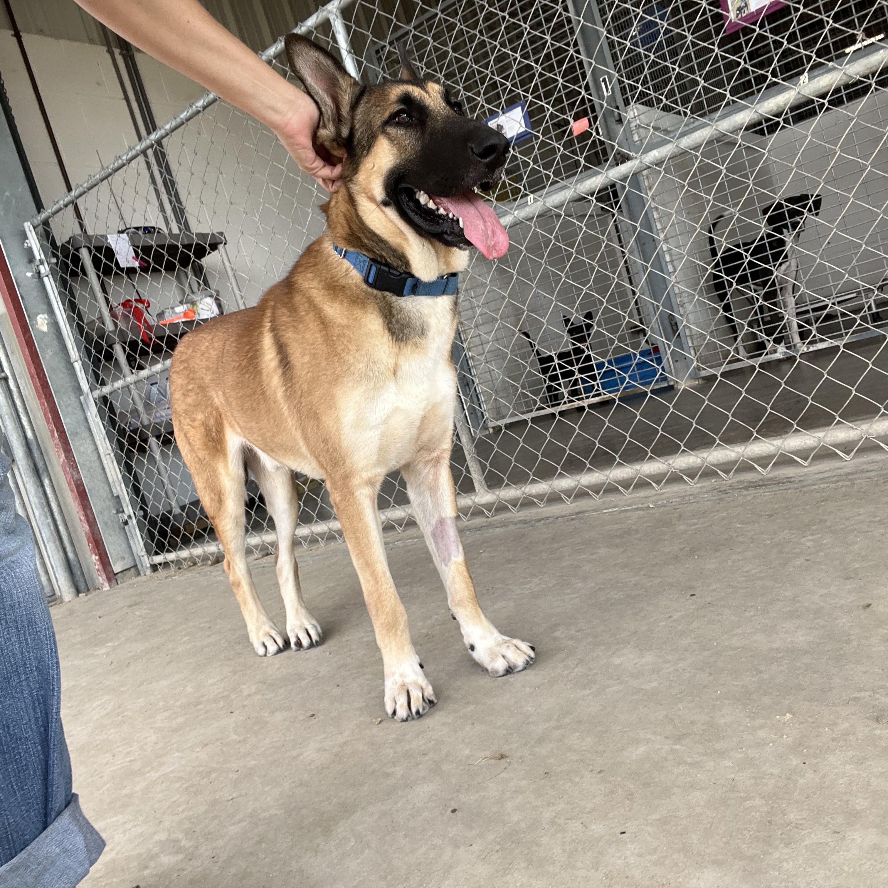 Jaeger, a Adoptable German Shepherd Dog in Port Lavaca, TX image 5/6