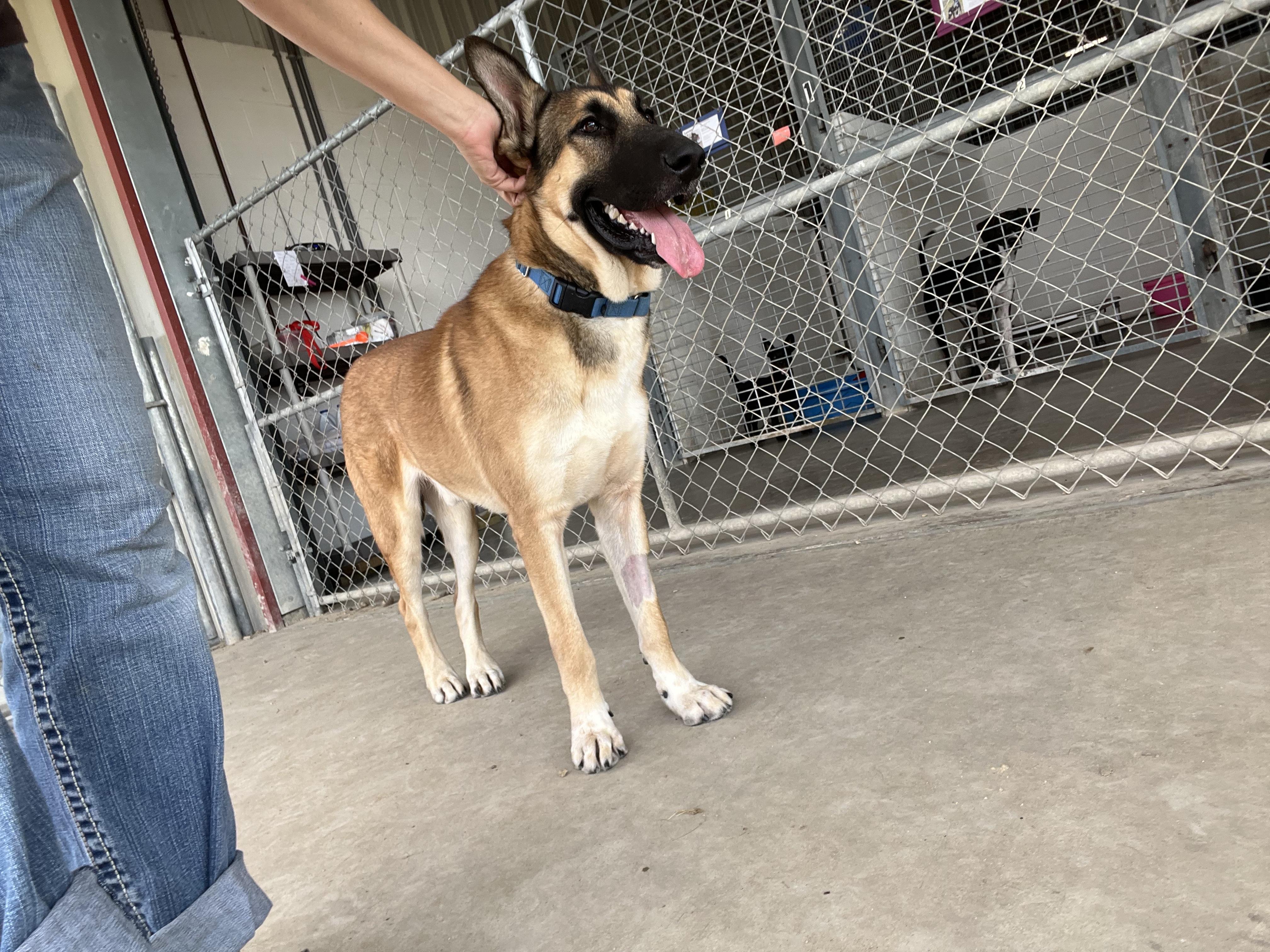 Jaeger, a Adoptable German Shepherd Dog in Port Lavaca, TX image 5/6
