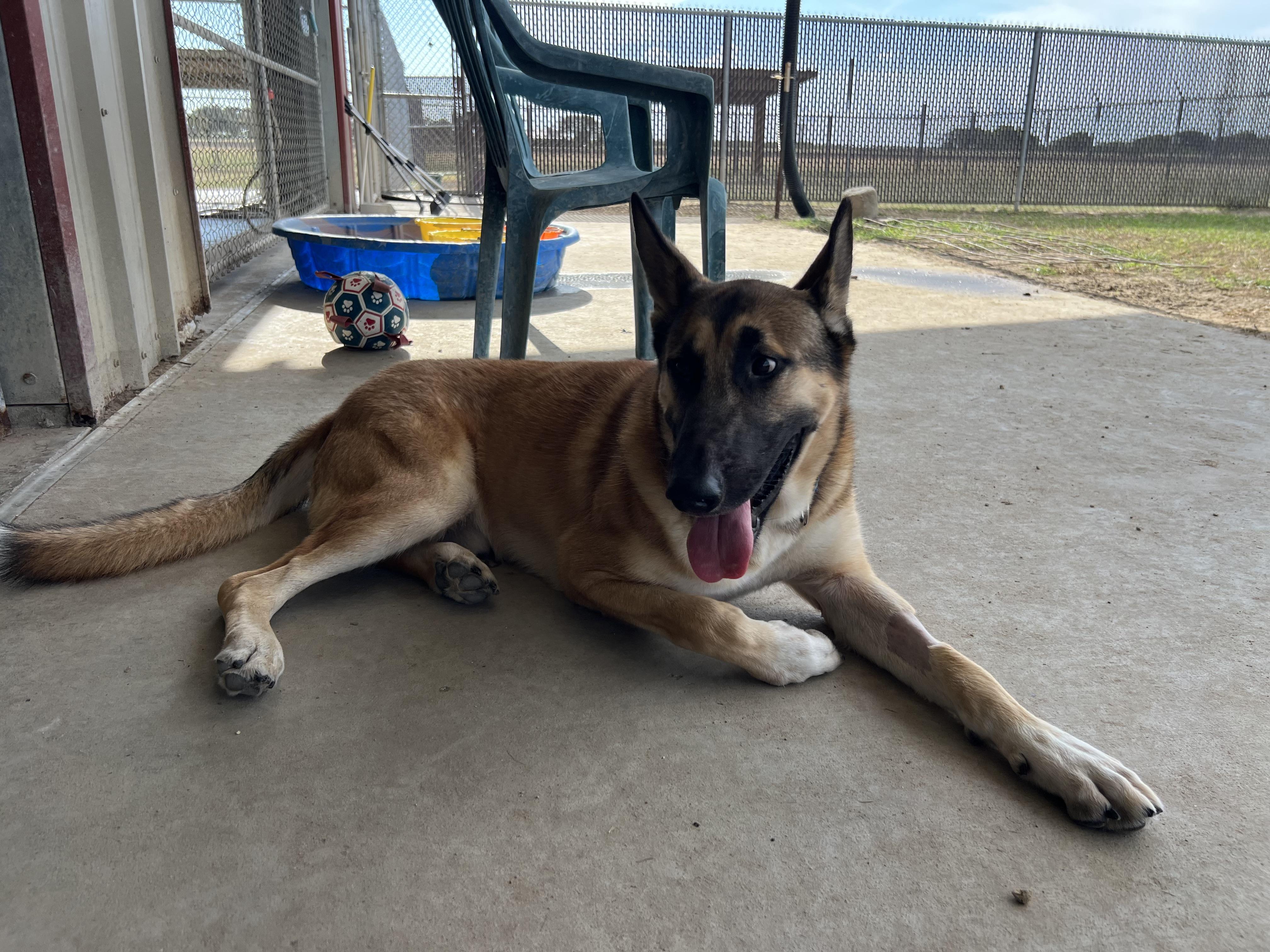 Jaeger, Adoptable, Adult Male German Shepherd Dog.