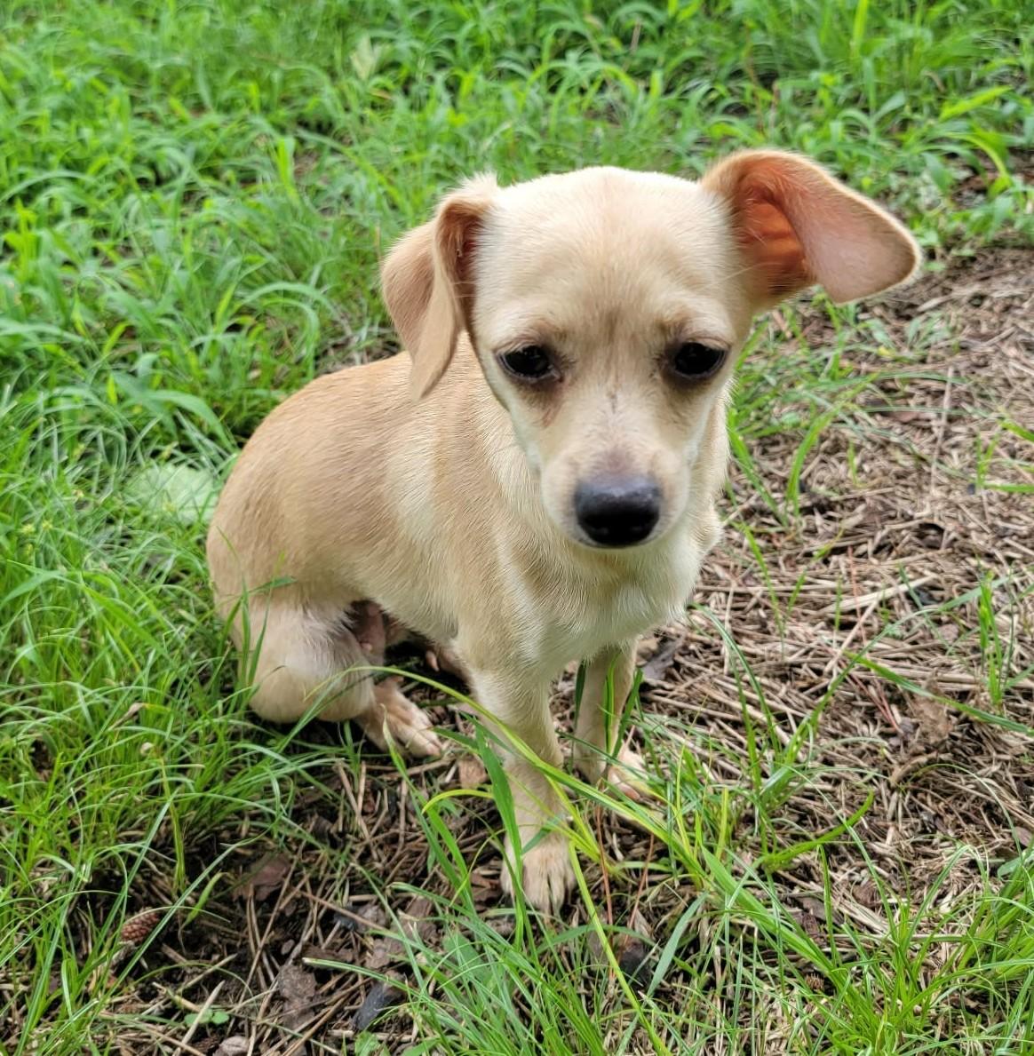 Athena, a ADOPTABLE Chihuahua in Van Alstyne, TX image 1/4