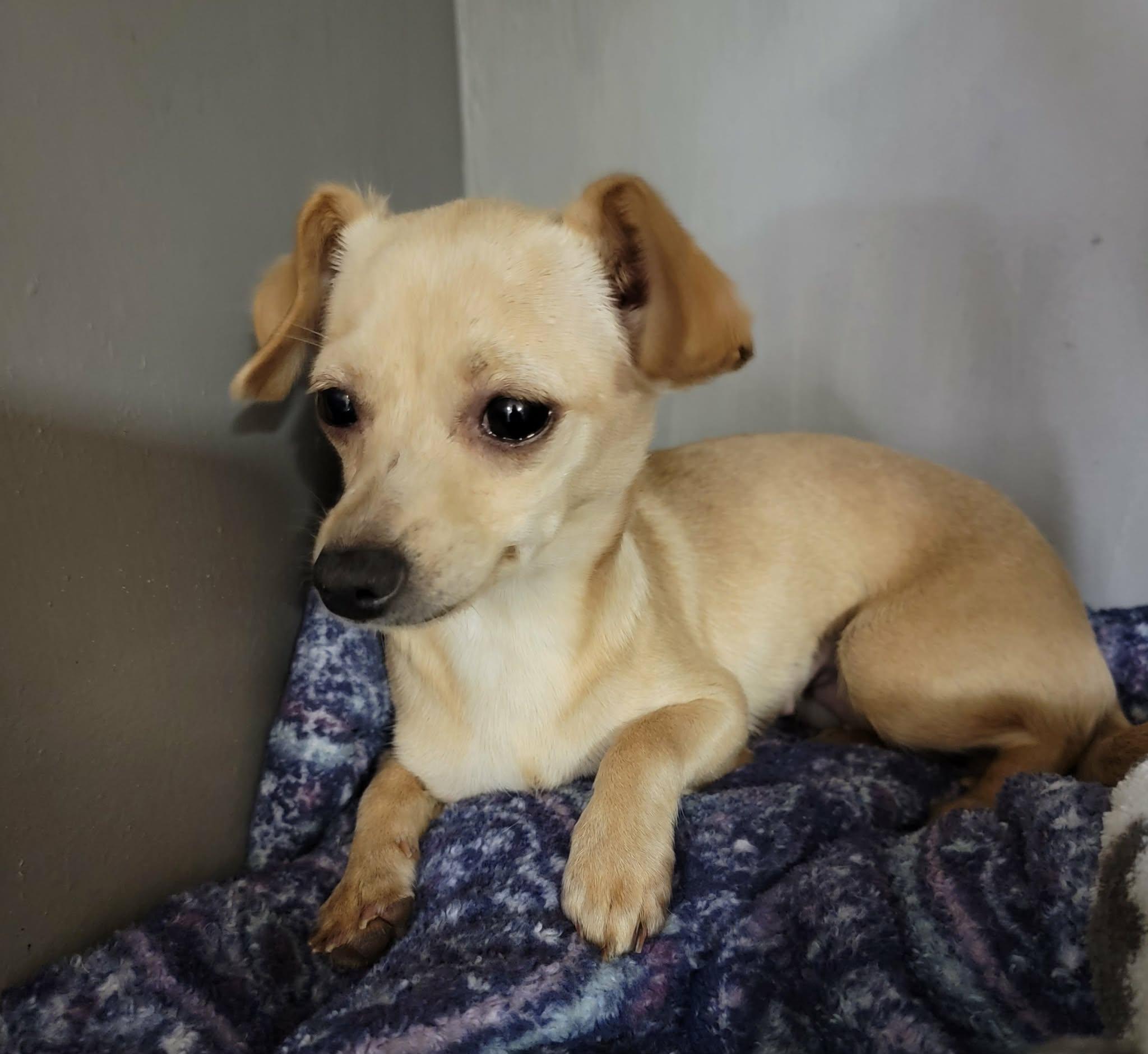 Athena, a ADOPTABLE Chihuahua in Van Alstyne, TX image 3/4