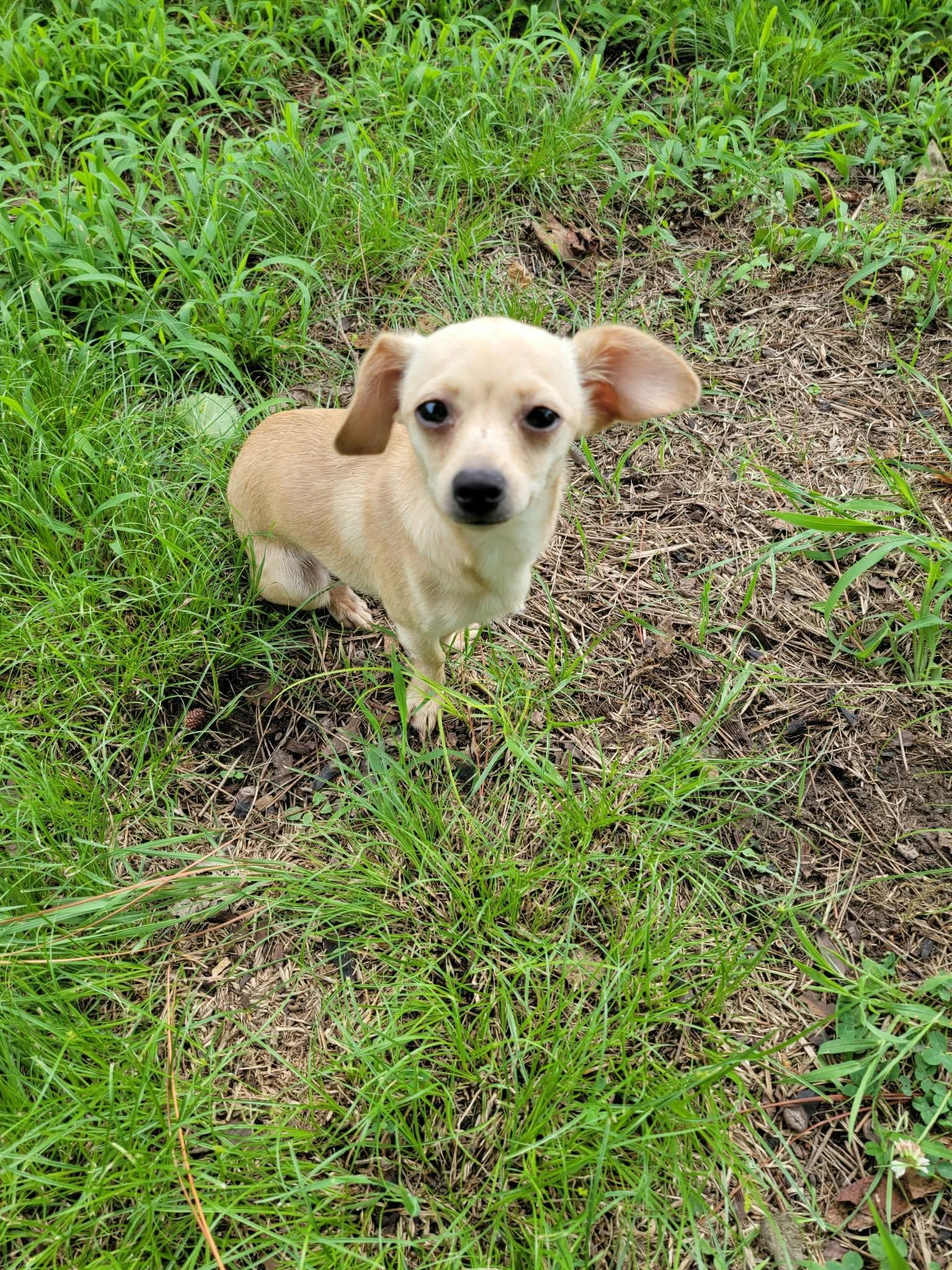 Athena, a ADOPTABLE Chihuahua in Van Alstyne, TX image 4/4