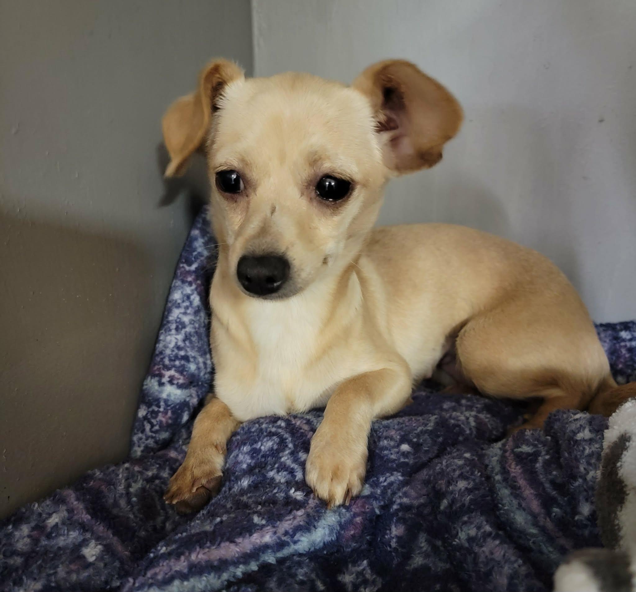 Athena, a ADOPTABLE Chihuahua in Van Alstyne, TX image 2/4