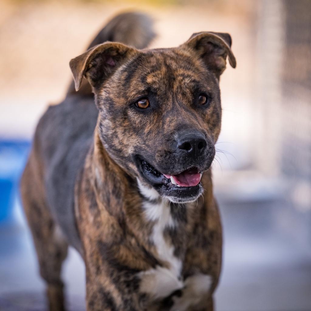 Rocky, Adoptable, Young Male Shepherd & Pit Bull Terrier.