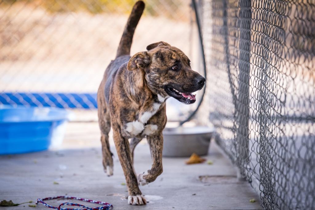 Enlarge Rocky, a Adoptable mixed breed in Twentynine Palms, CA image 2/4