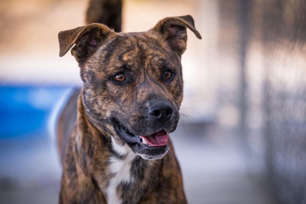 Enlarge Rocky, a Adoptable mixed breed in Twentynine Palms, CA image 4/4