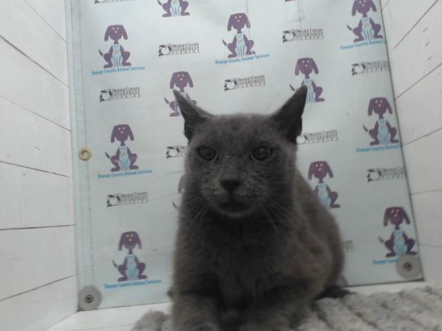 ASH, Adoptable, Young Female Domestic Short Hair.