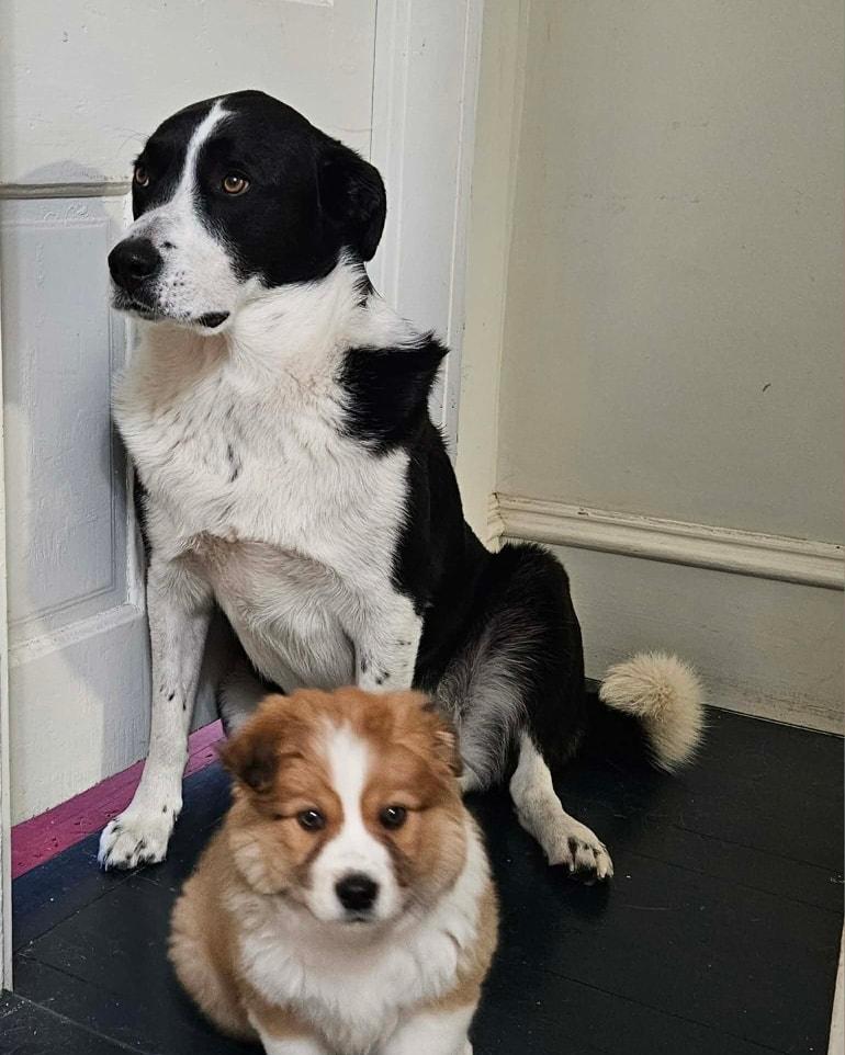 Enlarge Stewart, an adopted mixed breed in Decorah, IA image 3/3