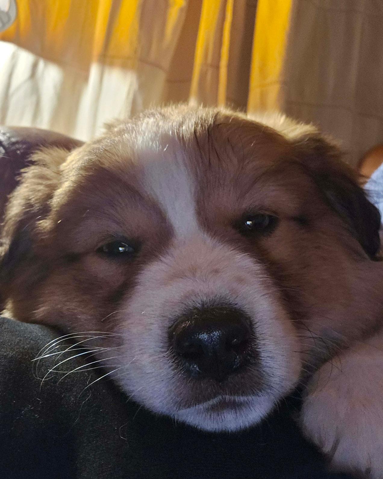 Stewart, adopted, Puppy Male Australian Shepherd.