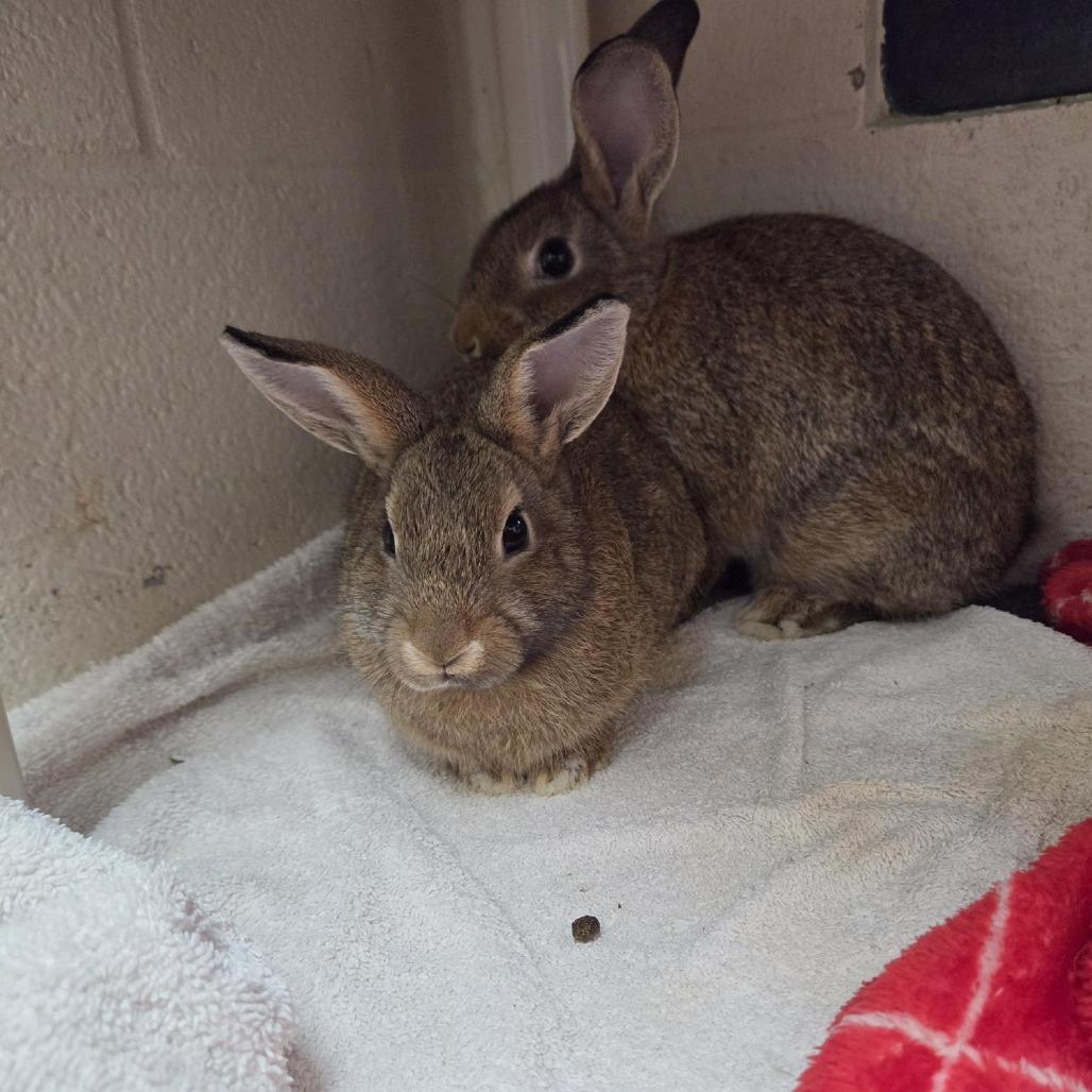 Peony, Adoptable, Baby Female Bunny Rabbit.