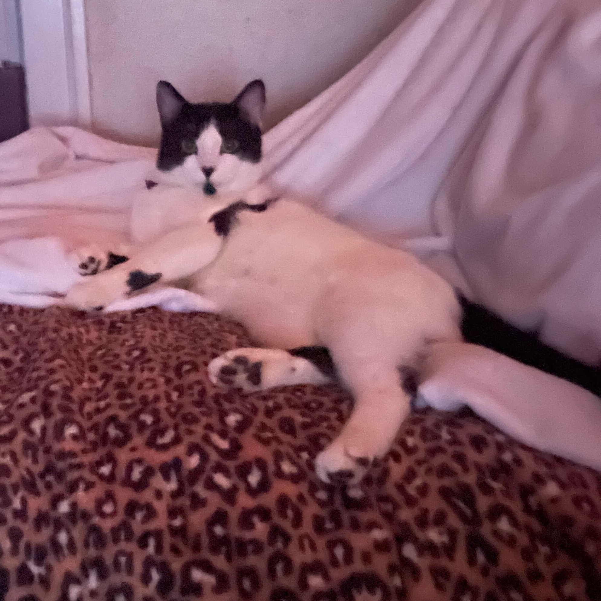 Myles, a ADOPTABLE Domestic Short Hair in Waltham, MA image 3/4