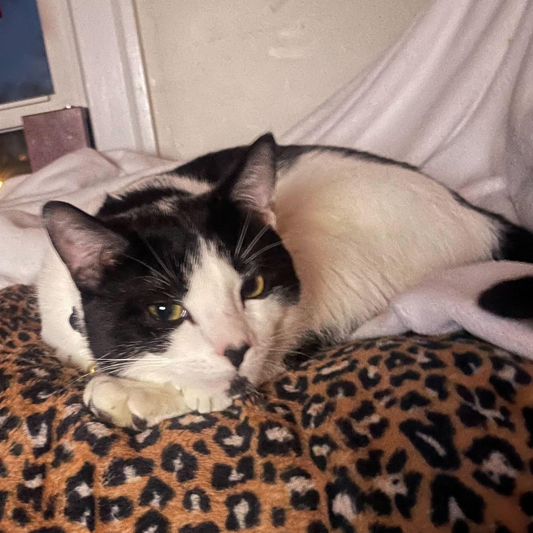 Myles, a ADOPTABLE Domestic Short Hair in Waltham, MA image 1/4