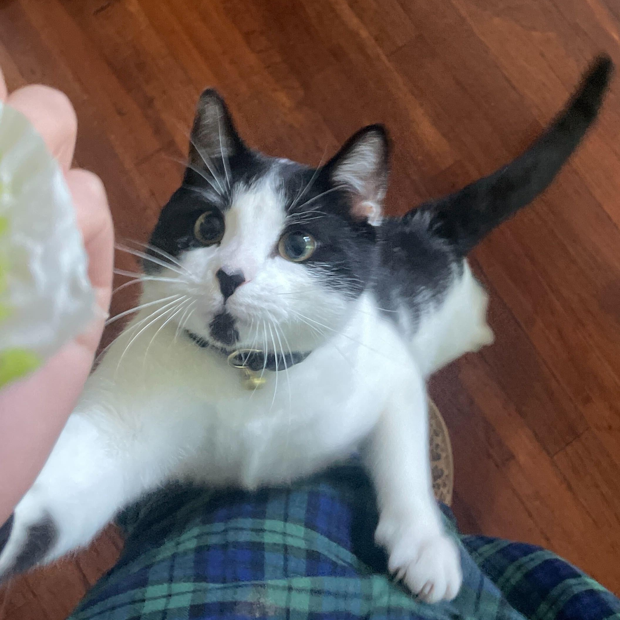 Myles, a ADOPTABLE Domestic Short Hair in Waltham, MA image 2/4