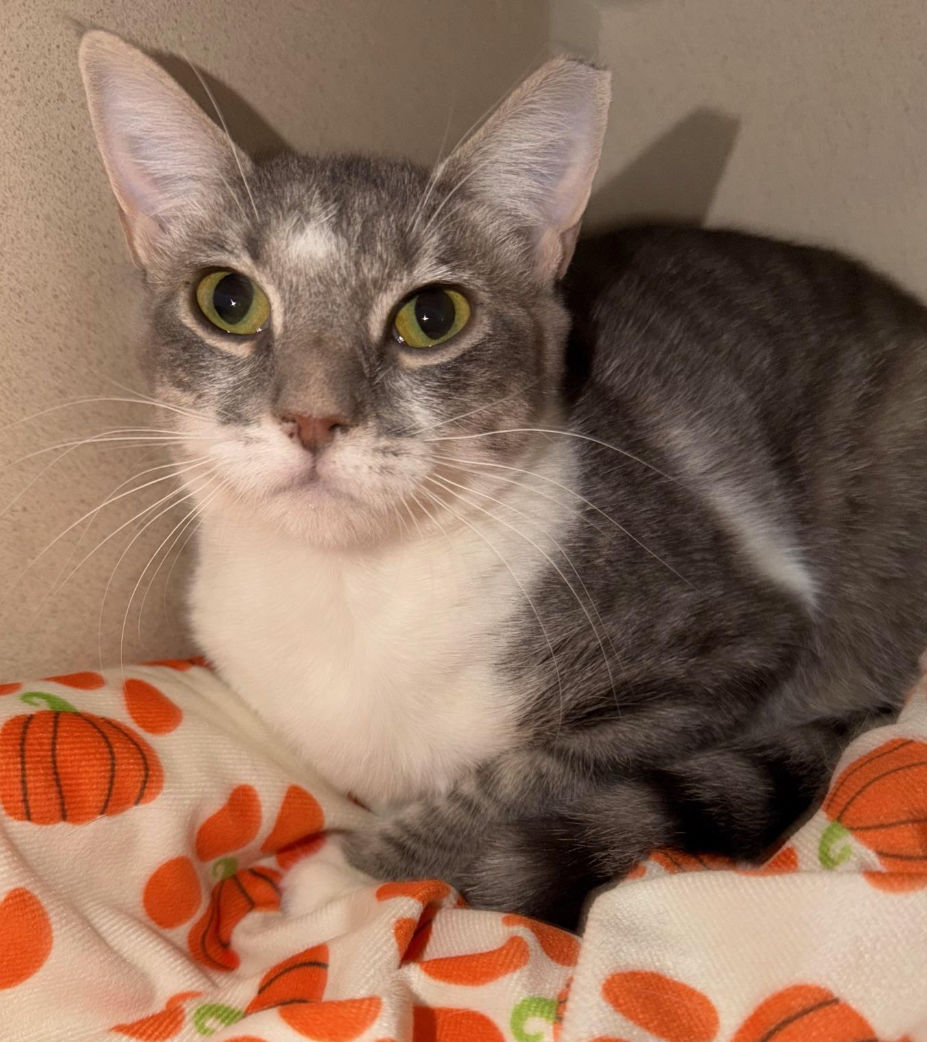 Emma, adoptable, Kitten Female Domestic Short Hair.