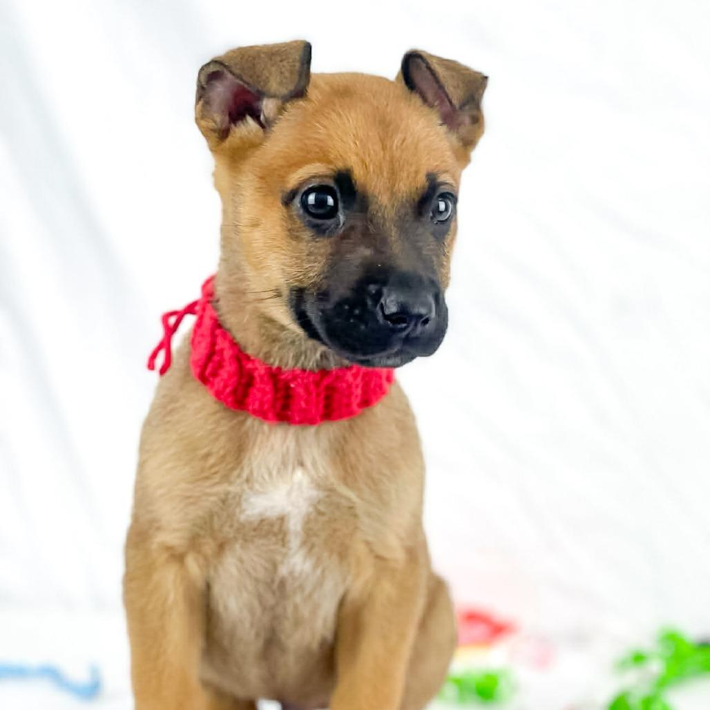 Bugs, Adoptable, Puppy Male Mixed Breed.