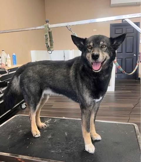 Falcon, an adoptable Siberian Husky, Alaskan Malamute in Crescent city, CA, 95531 | Photo Image 2