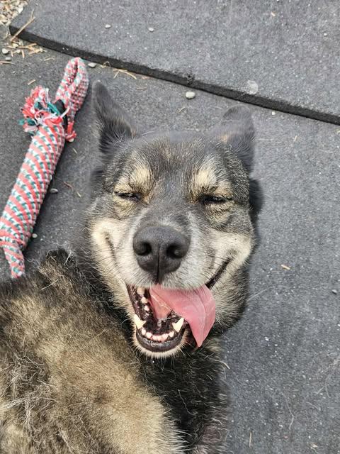 Falcon, an adoptable Siberian Husky, Alaskan Malamute in Crescent city, CA, 95531 | Photo Image 3