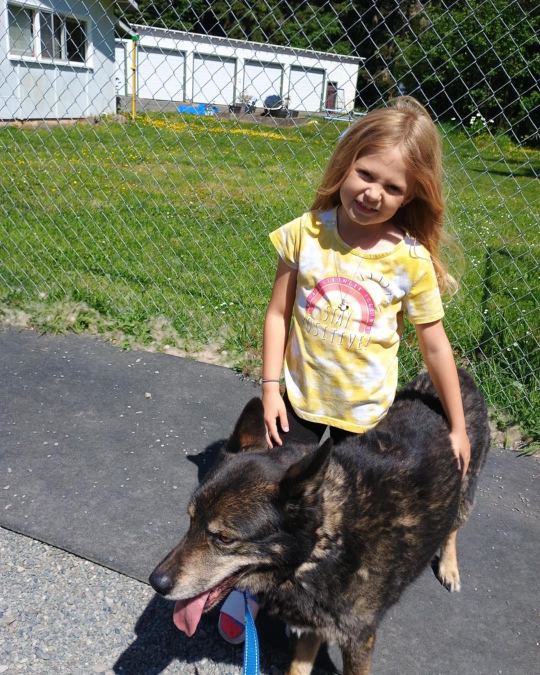 Falcon, an adoptable Husky in Crescent city, CA, 95531 | Photo Image 3