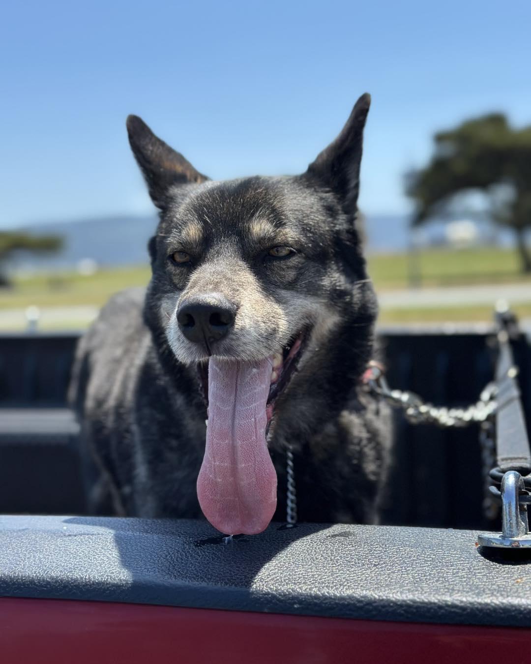 Falcon, an adoptable Siberian Husky, Alaskan Malamute in Crescent city, CA, 95531 | Photo Image 5