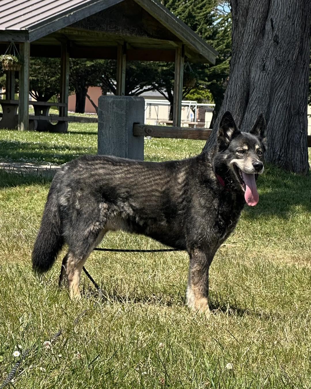 Falcon, an adoptable Husky in Crescent city, CA, 95531 | Photo Image 2