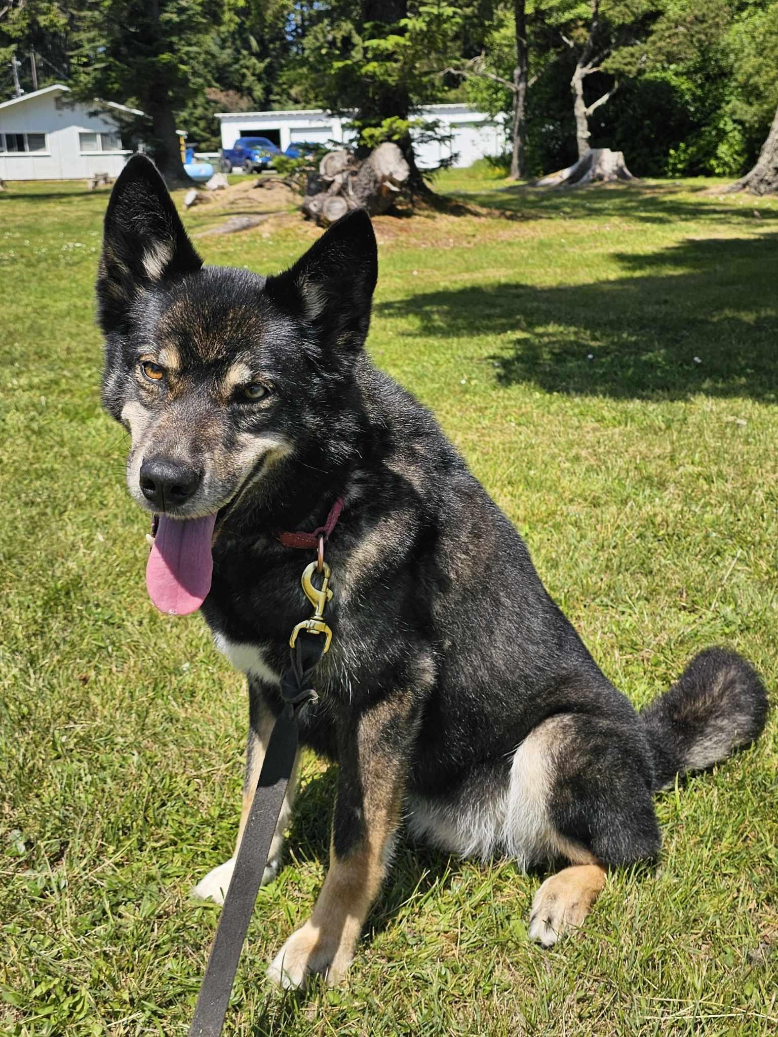 Falcon, an adoptable Husky in Crescent city, CA, 95531 | Photo Image 4