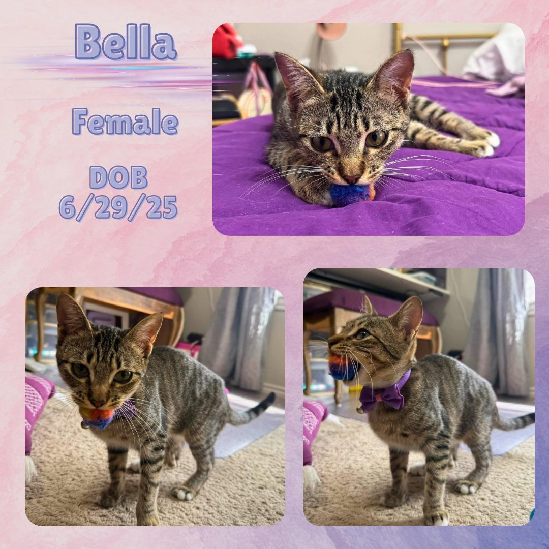 Bella, Adoptable, Kitten Female Domestic Short Hair.