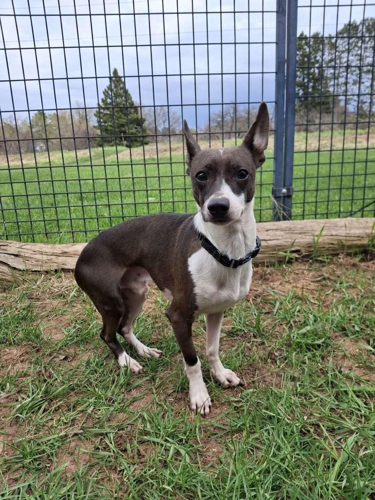 TINY, adopted, Adult Male Terrier.