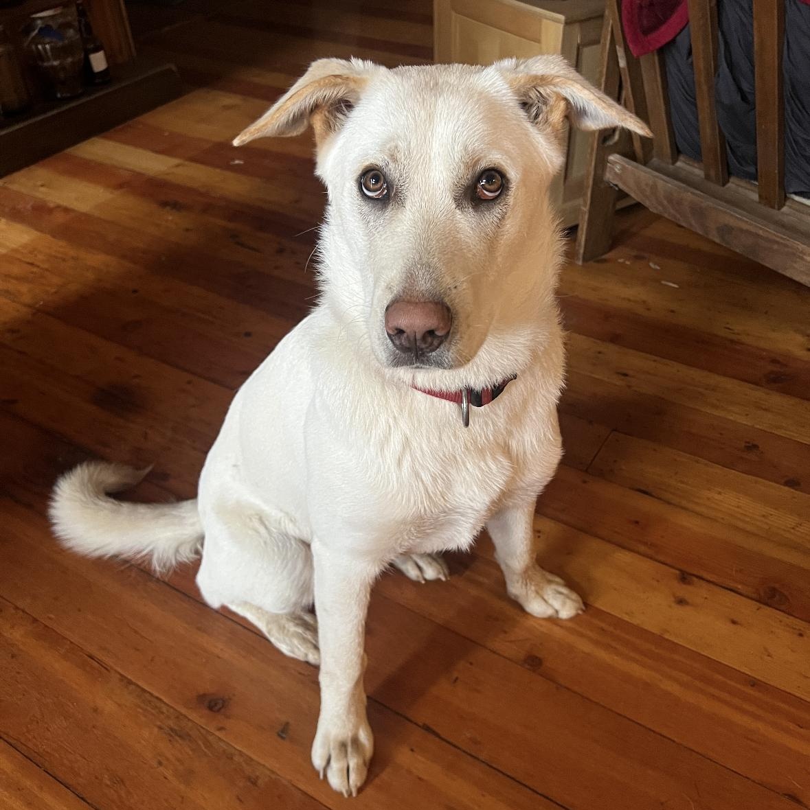 Enlarge Luka, a ADOPTABLE mixed breed in Vancouver, WA image 1/3