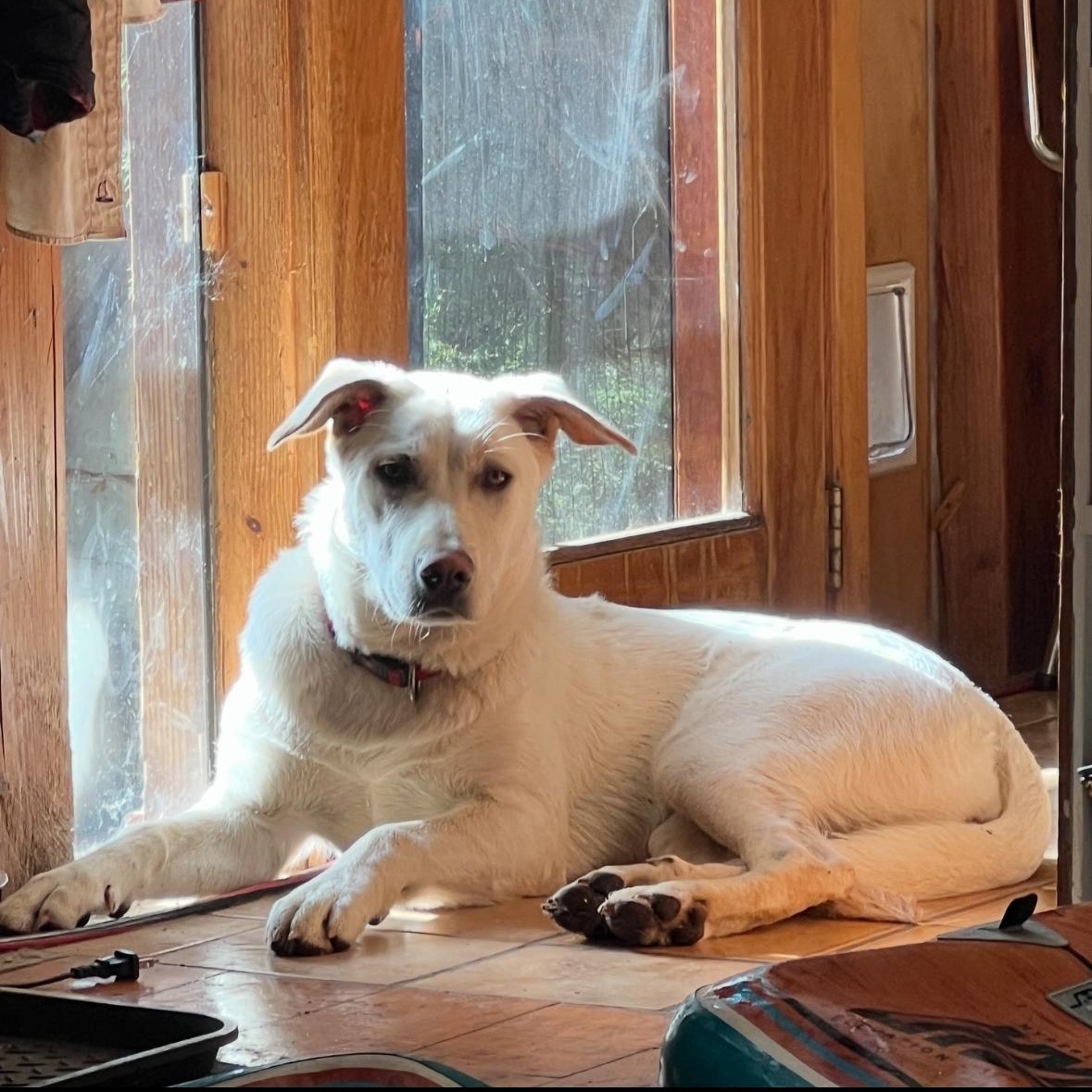 Enlarge Luka, a ADOPTABLE mixed breed in Vancouver, WA image 2/3