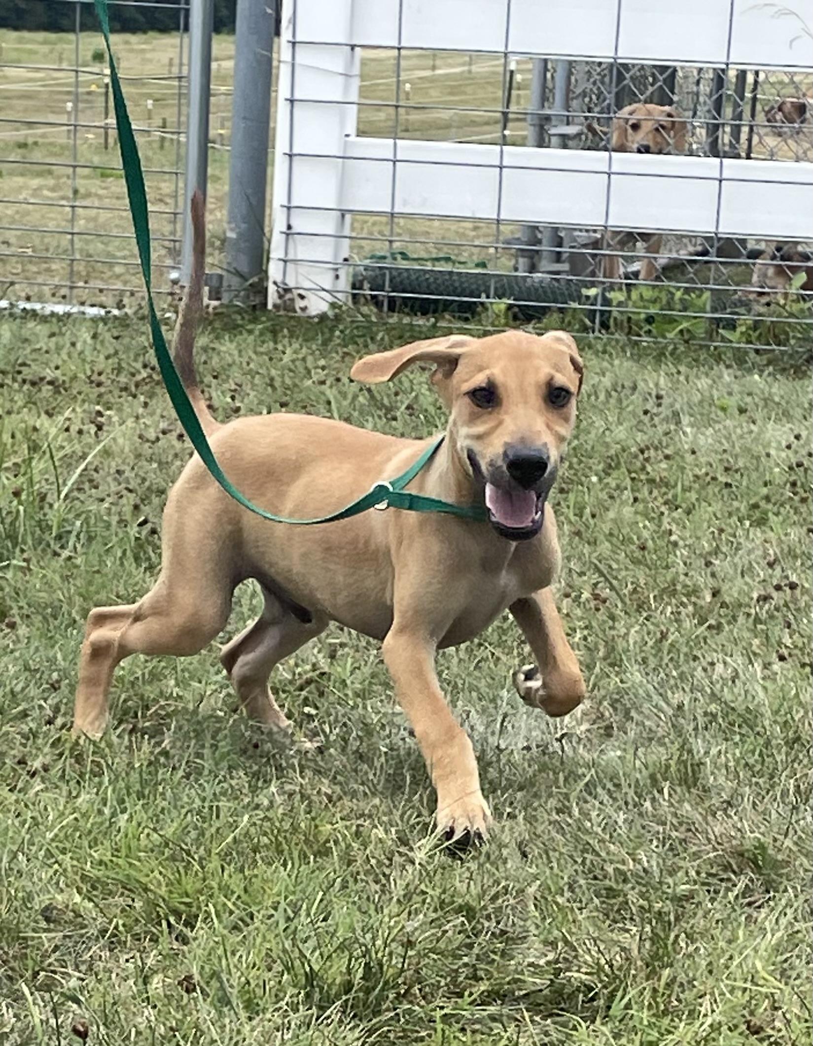 Smudge, Adopted, Young Male Hound.
