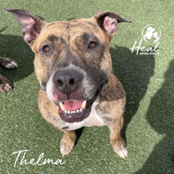 Thelma, a Adoptable mixed breed in Youngwood, PA image 1/3