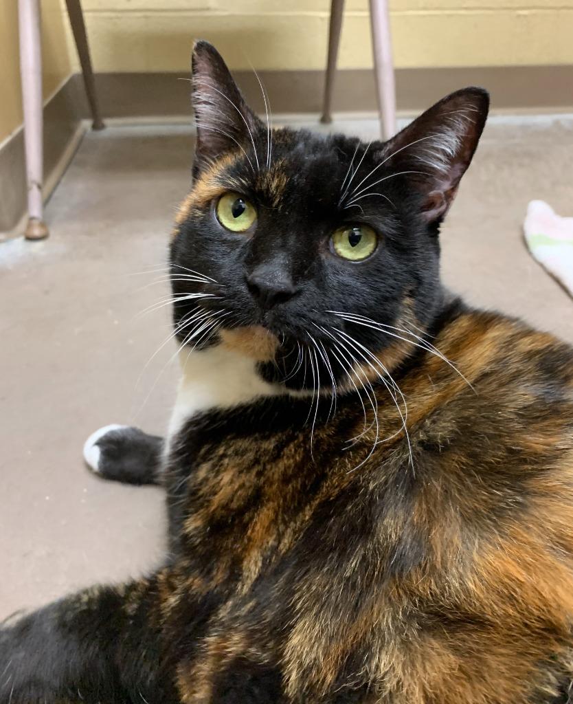 Enlarge Peyton, a Adoptable mixed breed in Cincinnati, OH image 2/6