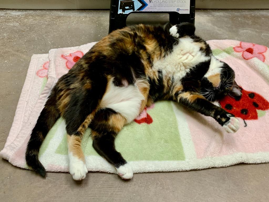 Enlarge Peyton, a Adoptable mixed breed in Cincinnati, OH image 4/6